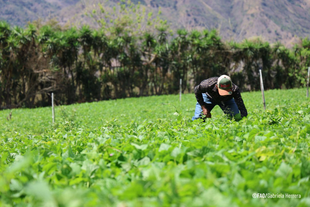FAOGuatemala's tweet photo. #NoticiasFAO🗞️

La @FAO🇬🇹 y @ABCgovBr junto al @GuatemalaGob fortalecen la gestión de riesgo agroclimático en familias productoras de Chiquimula, Jalapa, Baja Verapaz y Quiché con herramientas innovadoras para  reducir  pérdidas y mejor la producción.

👉https://t.co/m4m9fjmtyc https://t.co/8okNxbdH2w