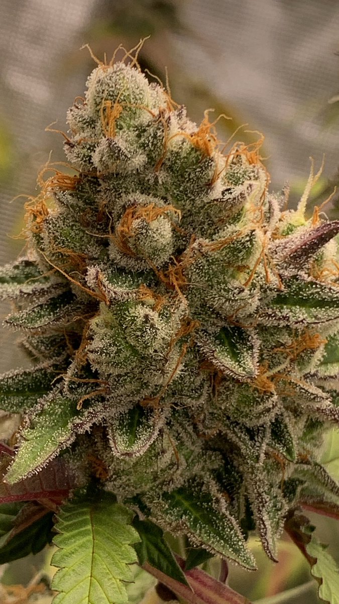 BoxingGuruDev's tweet photo. @zengarden_weed Shit come to my city and I’ll  show you  how it’s really done!!!!! https://t.co/DcBIQH3UOF