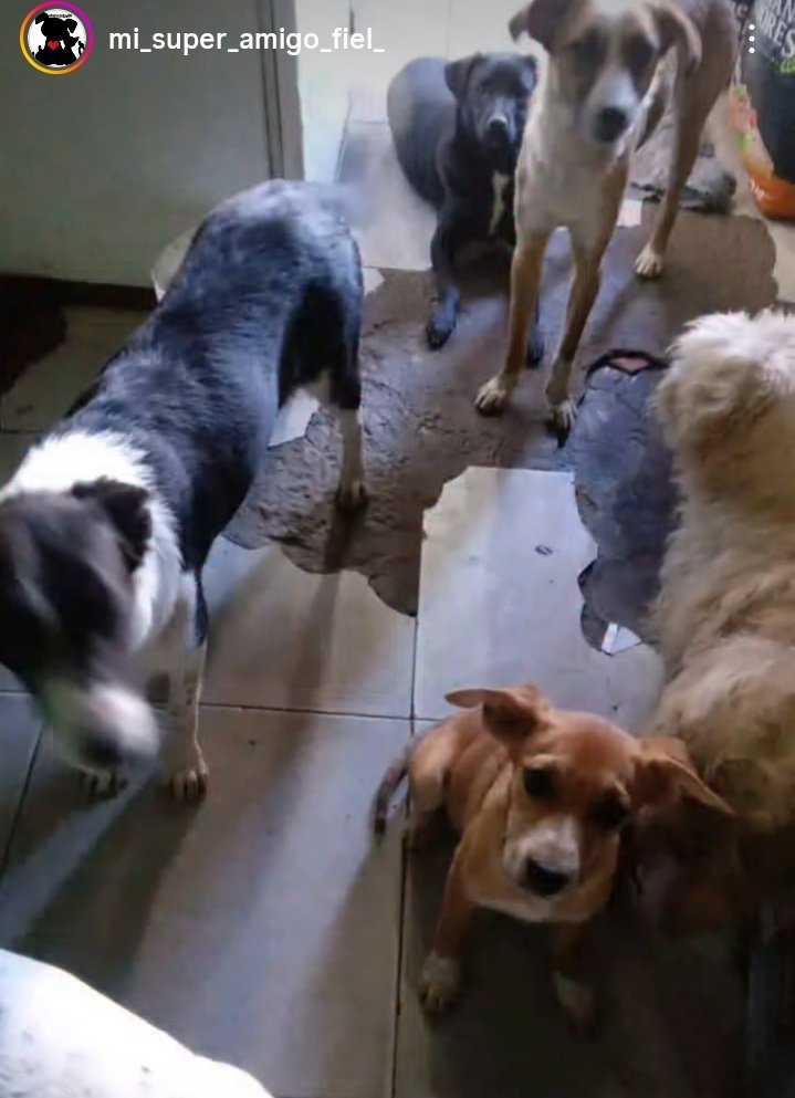 POR FAVOR 🙏 NO JUNTE NI PARA UNA BOLSA DE COMIDA 💔❤️‍🩹
ELLOS NECESITAN COMER!
 LA PERSONA QUE LO TIENE ES MUY HUMILDE PERO LES DA UN LUGAR.
SI PODÉS AYUDAR O DAR RT 
ALIAS MISUPERAMIGOFIELOK 
ALIAS MISUPERAMIGOFIEL 
BRENDA AYELEN MEDINA