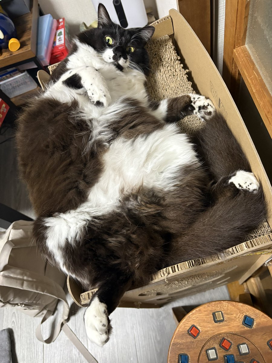 墨（ぼく）くん tweet media