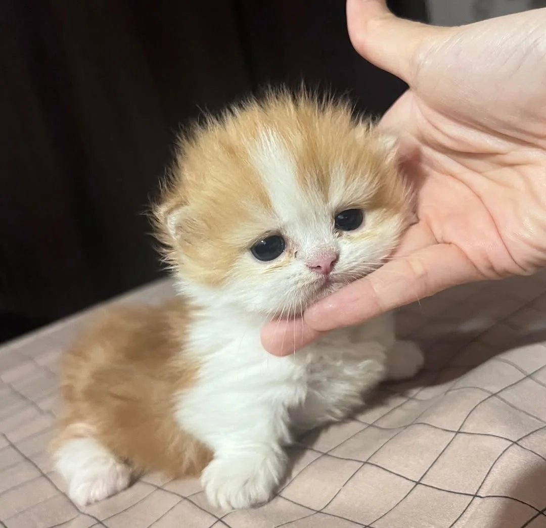 Cat 🐈 tweet media