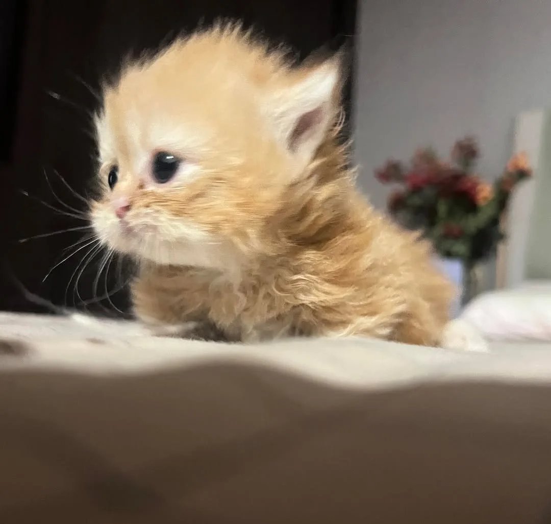 Cat 🐈 tweet media