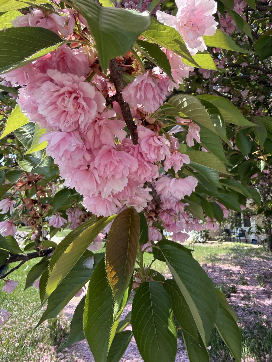 Aphrodite’s Cult tweet media