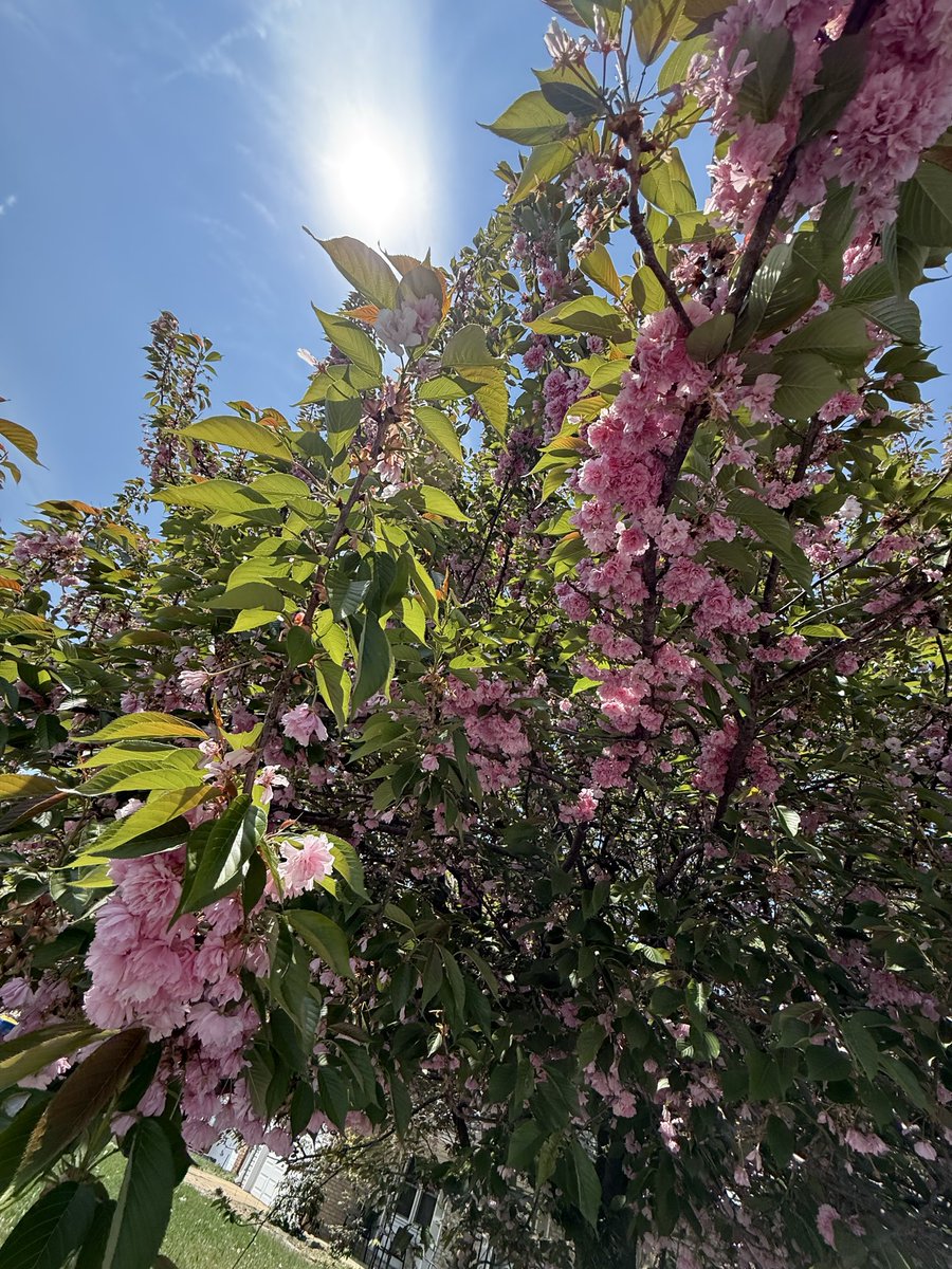 Aphrodite’s Cult tweet media