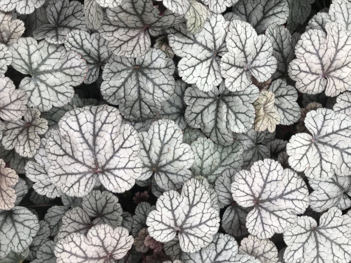 Ботаничка tweet media