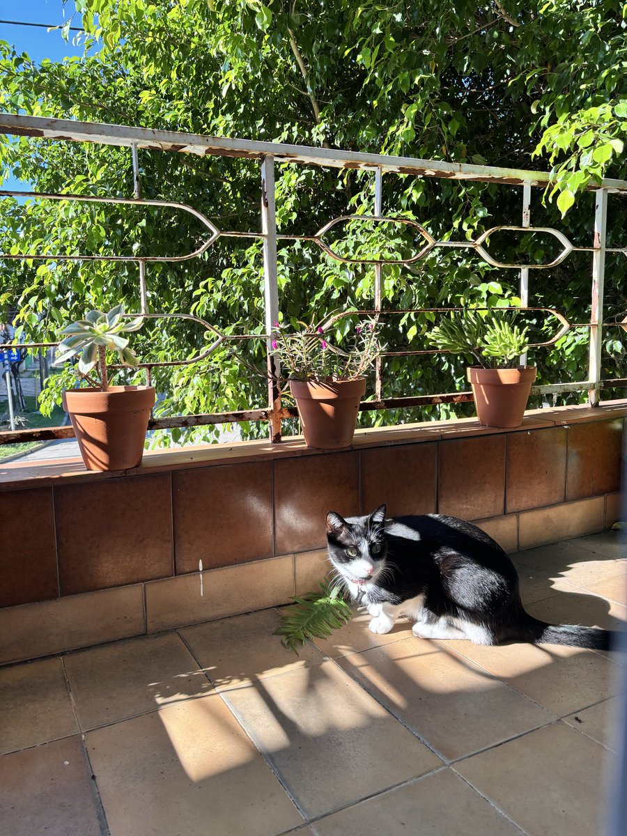 solcito otoñal
