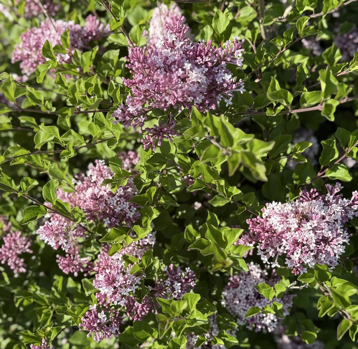 thebiblioblonde's tweet image. You can’t force anything to bloom, but you can clear out the weeds to make room for growth. 

So much that applies to flora also applies to our own lives. 🥰🌹
#WednesdayWisdom