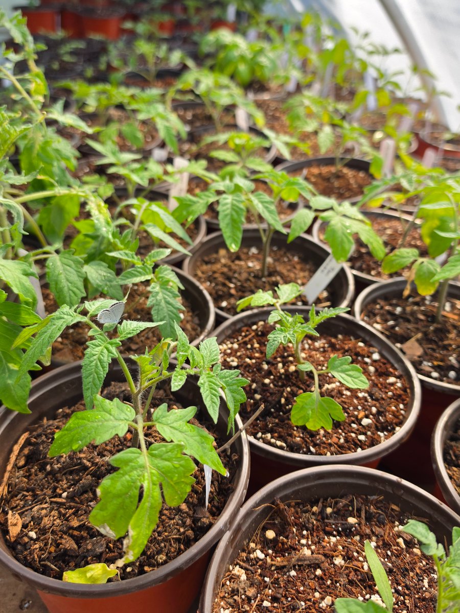 geraldineamable's tweet image. Happy #EarthDay! 🌎🌿
Love seeing people excited to get their gardens going! 💖