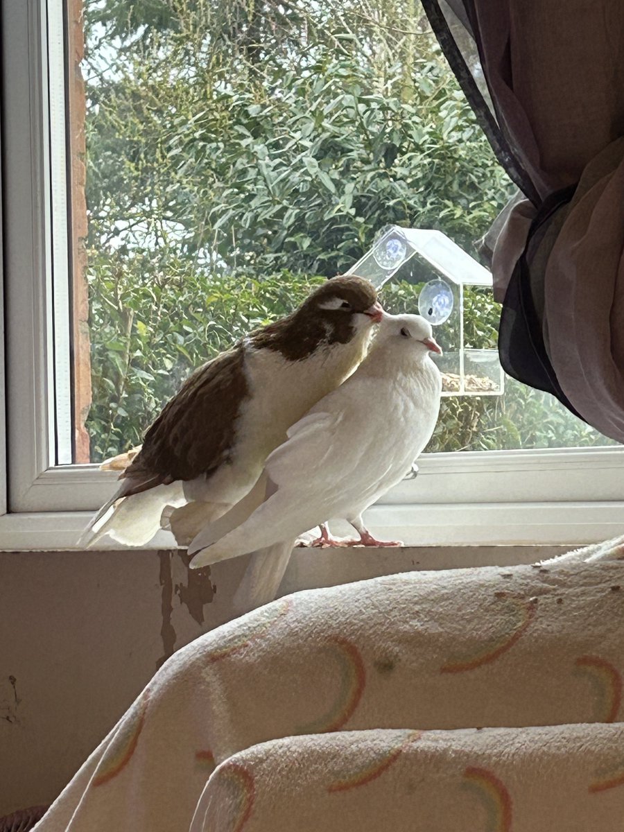 ash 🪿 tweet media