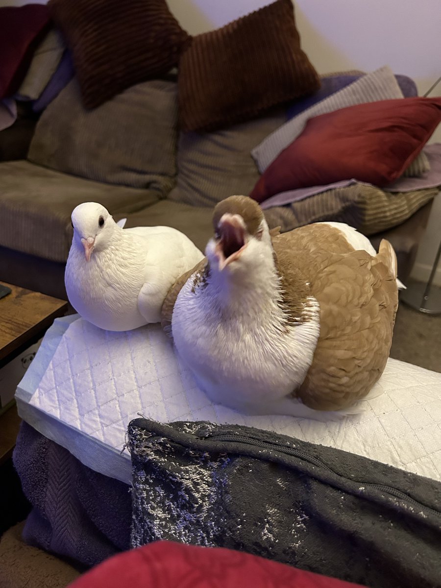 ash 🪿 tweet media