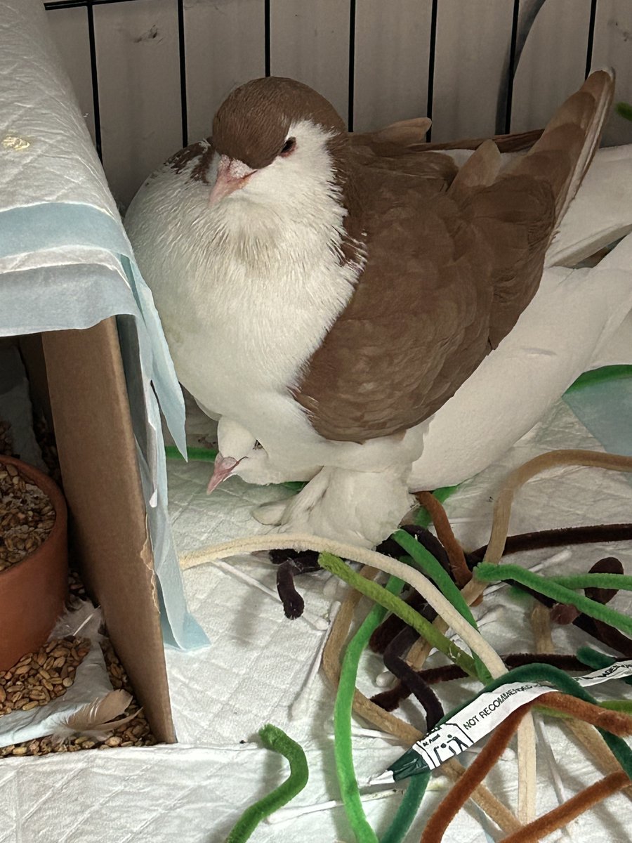 ash 🪿 tweet media