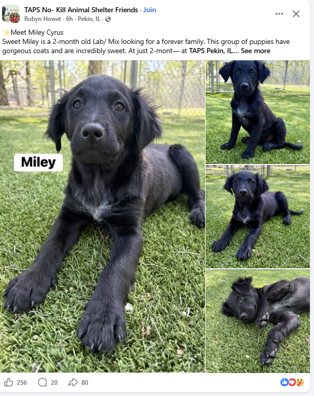 TweetsbyNacho's tweet photo. @MileyCyrusBz I feel like Miley should adopt this dog https://t.co/tPsjN7V5bb