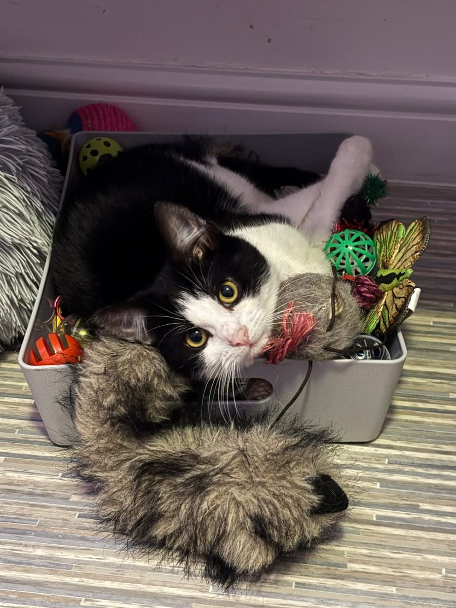 newstartcats1's tweet photo. Pick me!!! 🥹Ollie is a 6 mths old looking for his forever home. While he may be a little shy at first, give him a bit of time and you’ll discover just how affectionate and loving he truly is. Once he trusts you, your his!! Ok with other cats and is also great with kids 🐾💜😻 https://t.co/FGiIvjhovS