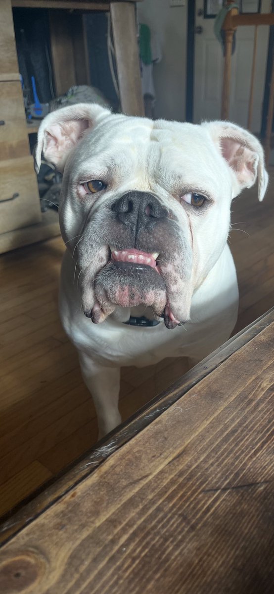 chuck the wöök tweet media