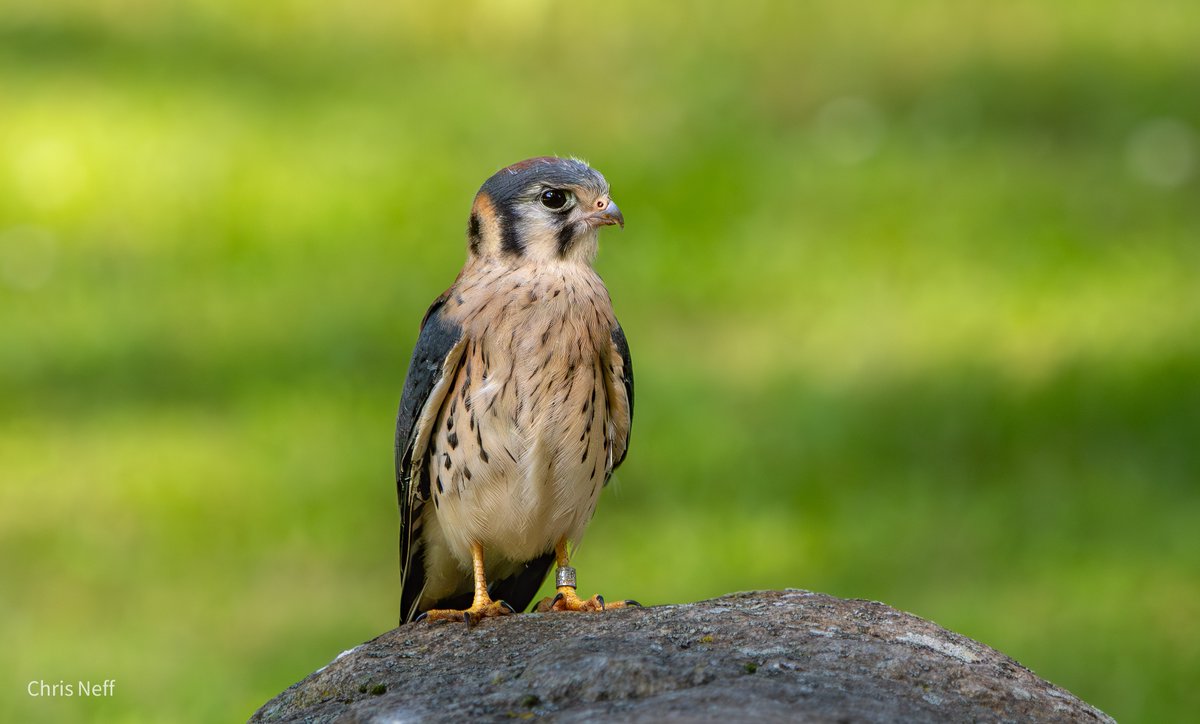 NJAudubon's tweet photo. Happy Earth Day

Now more than ever wildlife needs your support.  Please help us protect birds during our World Series of Birding by making a gift after the link
https://t.co/G8Z3TmEEAt

Photo: Juvenile American Kestrel, our tiniest falcon is a threatened species in NJ

#EarthDay https://t.co/gWiETKqHWY