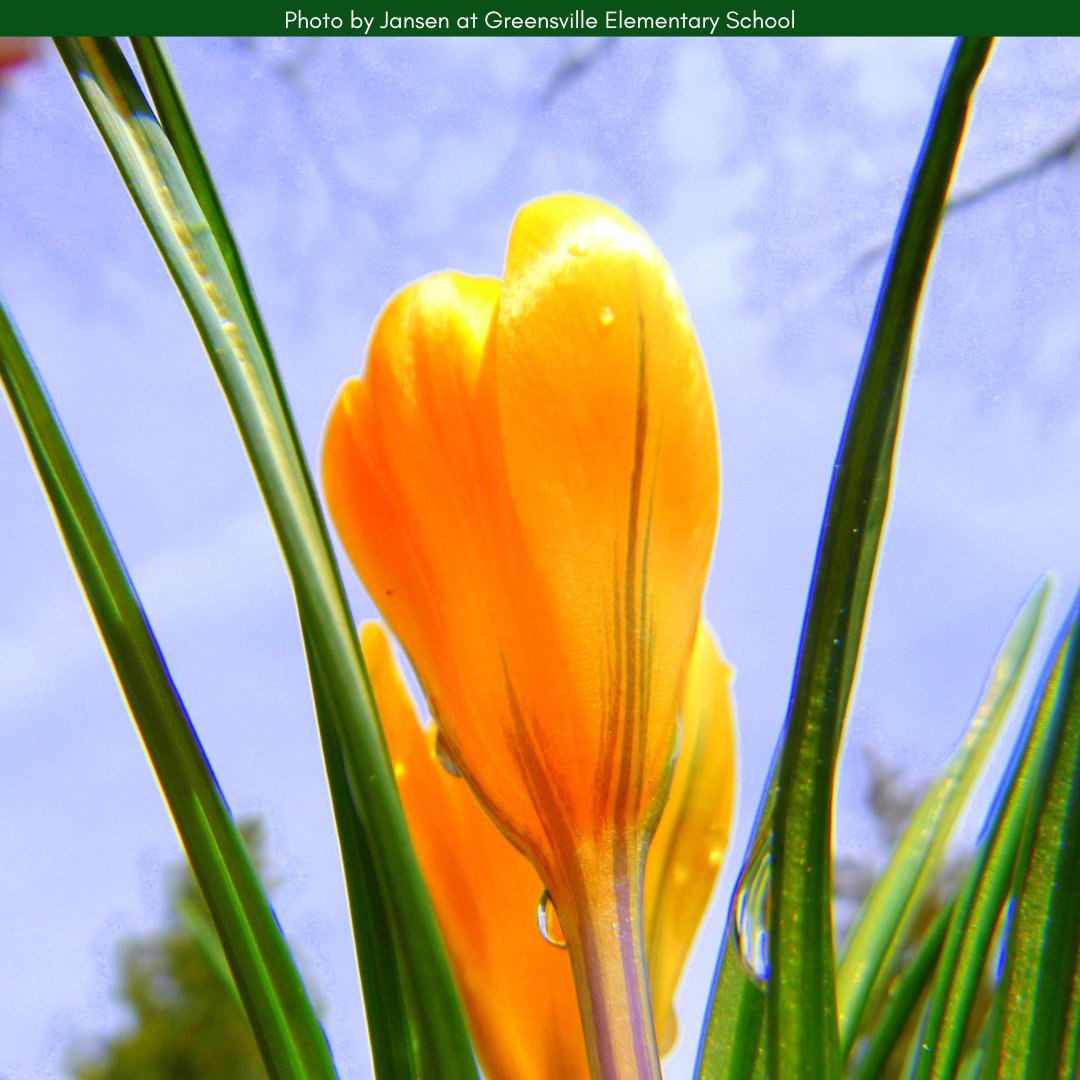 focusonnatureca's tweet photo. What would your subject be out in nature? 🦗🌼🌸🐌🌱📸 Let these sweet student shots serve as inspiration! ✨

#focusonnature #nonprofitorganization #nonprofit
#naturephotography #nature #photography
#outdooreducation #naturebasedlearning #outdoors
#education #learnwithus
#connectingchildrentophotography
#connecttophotography #natureallaroundus
#naturelovers #connectwithus #natureforeveryone
#nature4all #welovenature #photographylovers #art
#talent #grow #growithus #thankyou #studentphotos #studentphotography #checkoutourgallery #photographysubject #subjectforphotography