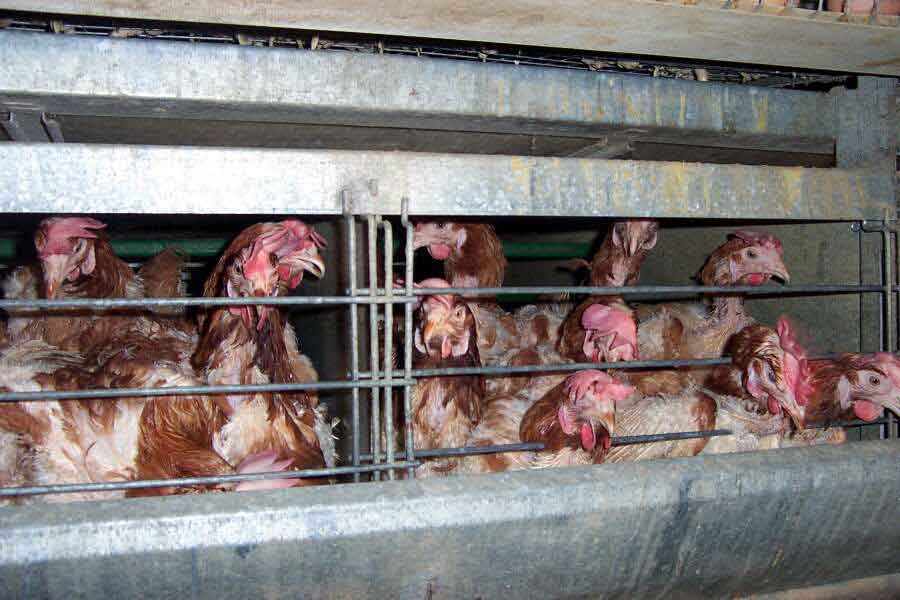 180 million chickens in the United States are living in cages so small they can't spread their wings. Right now. Today.

Battery cages give each hen 67 square inches of floor space. That's smaller than a sheet of printer paper. 

She can't stand fully. She can't turn around. She