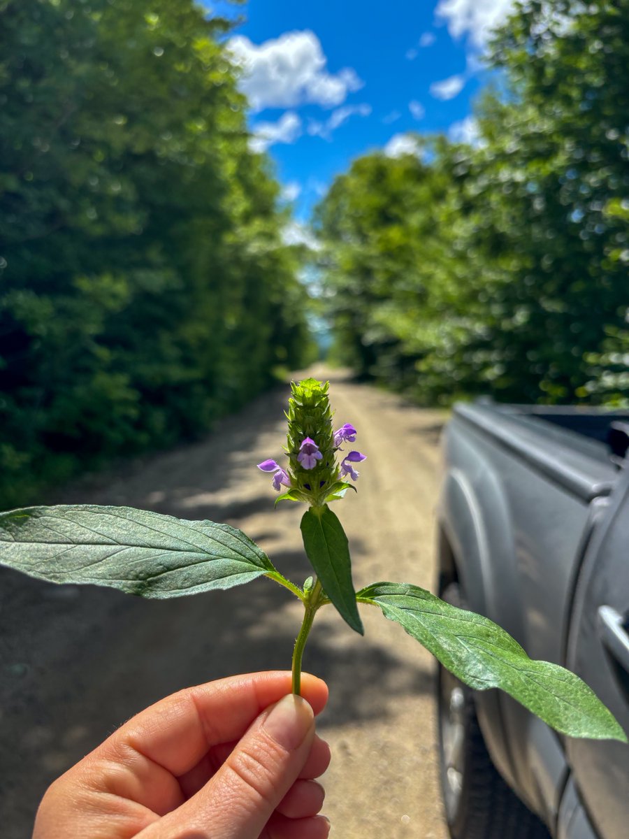 Maine's Lakes & Mtns tweet media