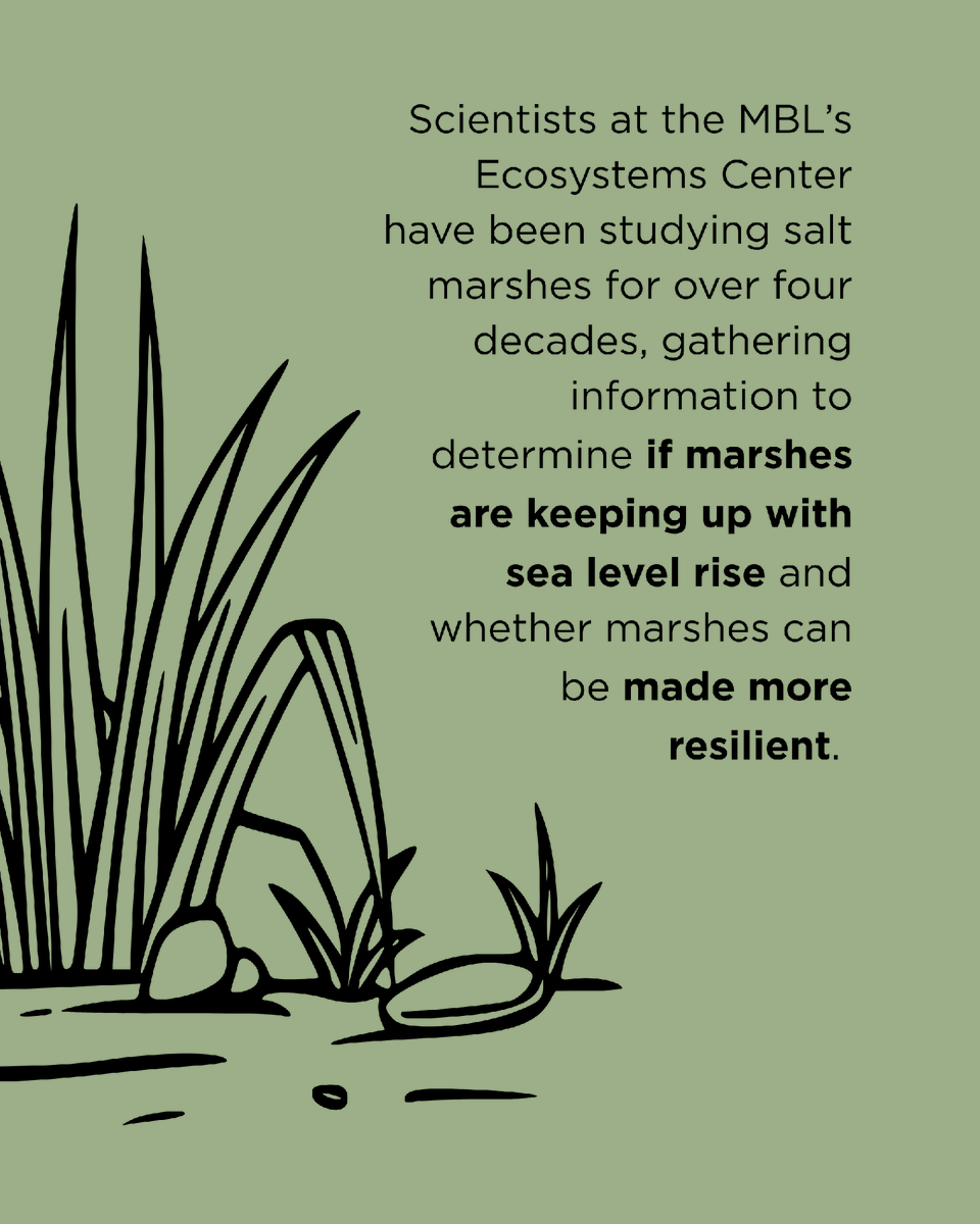 Marine Biological Laboratory (MBL) tweet media