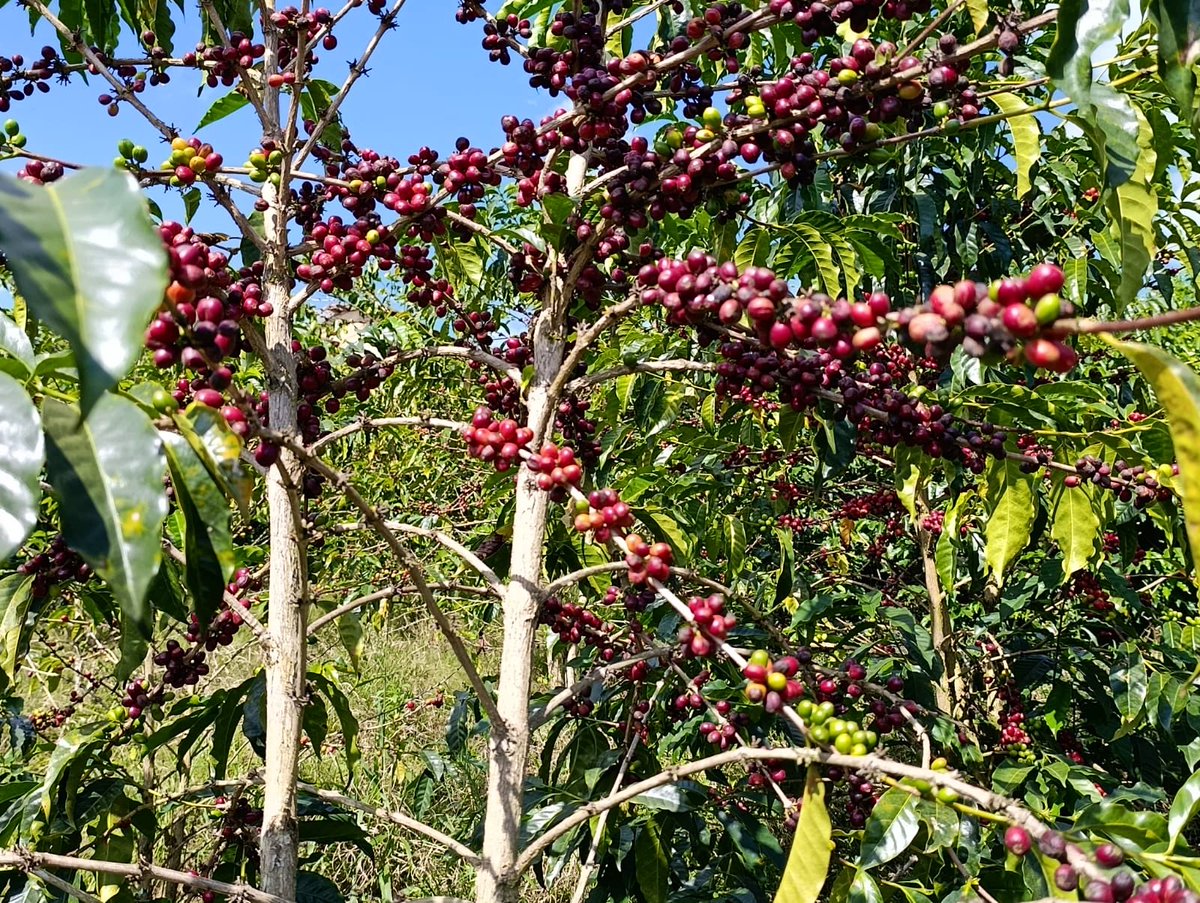 Agricultura_CZ7's tweet photo. #ZamoraChinchipe |En el cantón #Chinchipe realizamos la evaluación de rendimientos del café arábica y el seguimiento al uso de paquetes tecnológicos parcialmente subvencionados, evidenciando incrementos productivos en los cultivos de los productores beneficiarios.
#ElNuevoEcuador https://t.co/cwTVzWcBGp