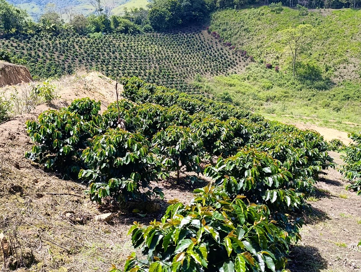 Agricultura_CZ7's tweet photo. #ZamoraChinchipe |En el cantón #Chinchipe realizamos la evaluación de rendimientos del café arábica y el seguimiento al uso de paquetes tecnológicos parcialmente subvencionados, evidenciando incrementos productivos en los cultivos de los productores beneficiarios.
#ElNuevoEcuador https://t.co/cwTVzWcBGp