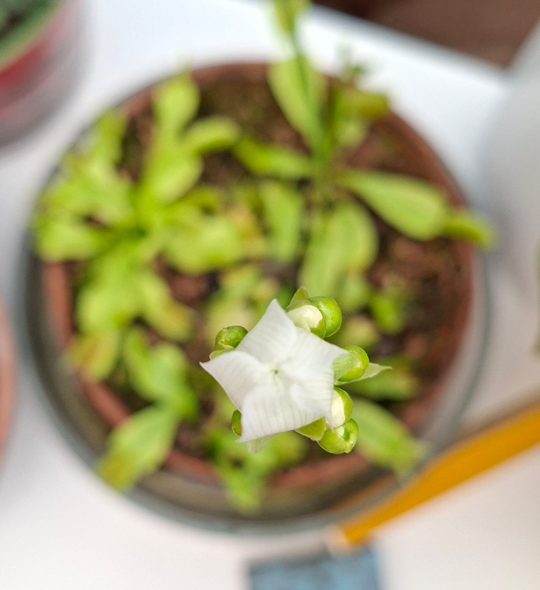 Miss <a href="/JaneFallon/">Jane Fallon</a> we were wondering how you are doing!! Did you already know i had a new Ginger brother. His name is Neelix and he is already 5 kilo. He still has monster paws so mum thinks he will grow bigger than Falkor. I hope he will behave...Pip sends you a big wet nose kiss