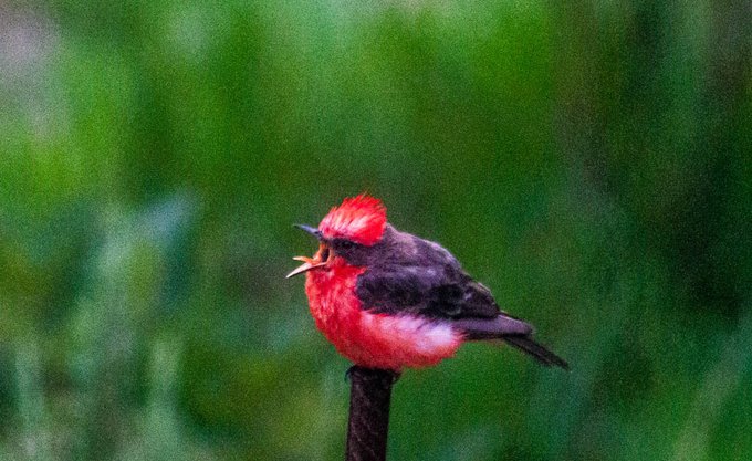 Iram Ortega 👁 tweet media