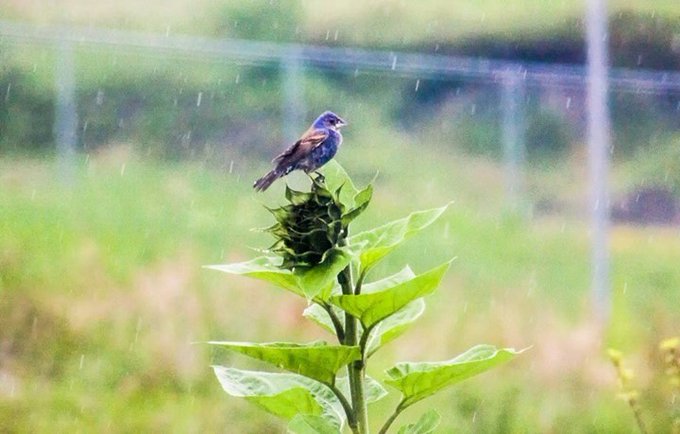 Iram Ortega 👁 tweet media