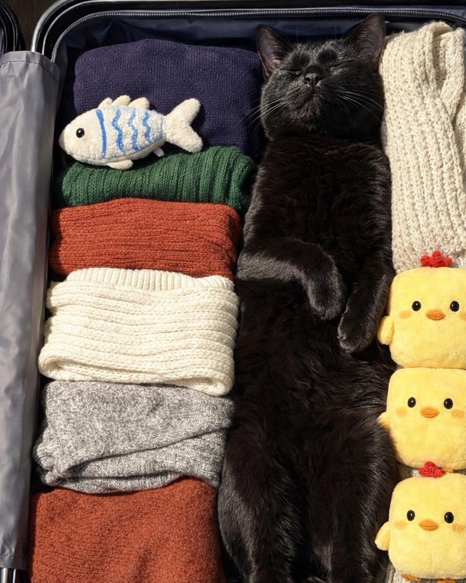 cats with powerful aura tweet media