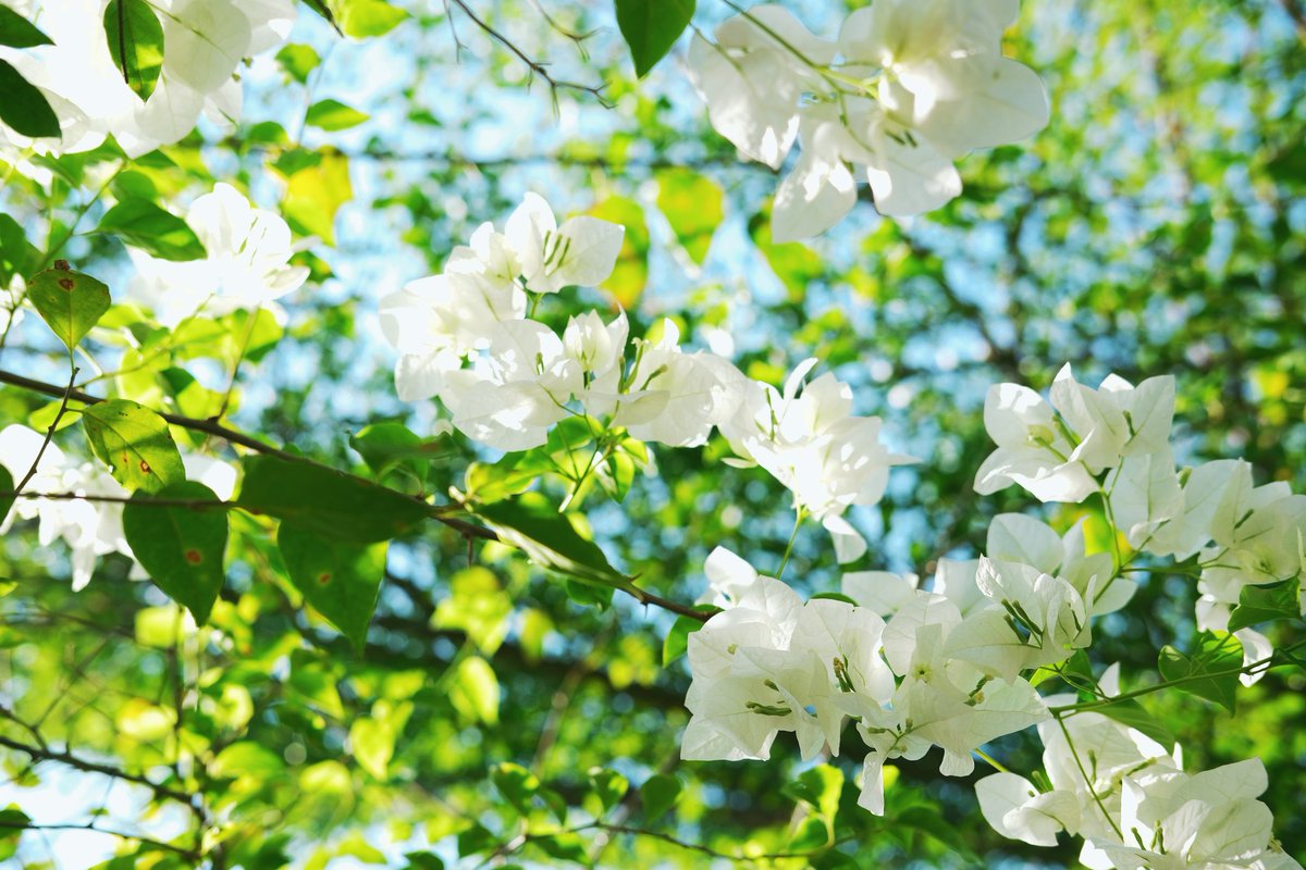 idhxtxke's tweet image. #fujifilm #vsco #FlowerPhotography