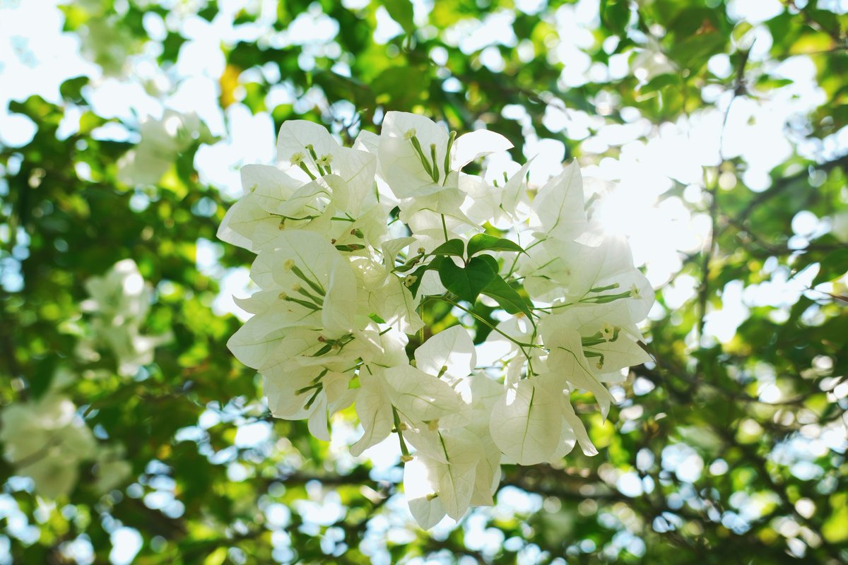 idhxtxke's tweet image. #fujifilm #vsco #FlowerPhotography