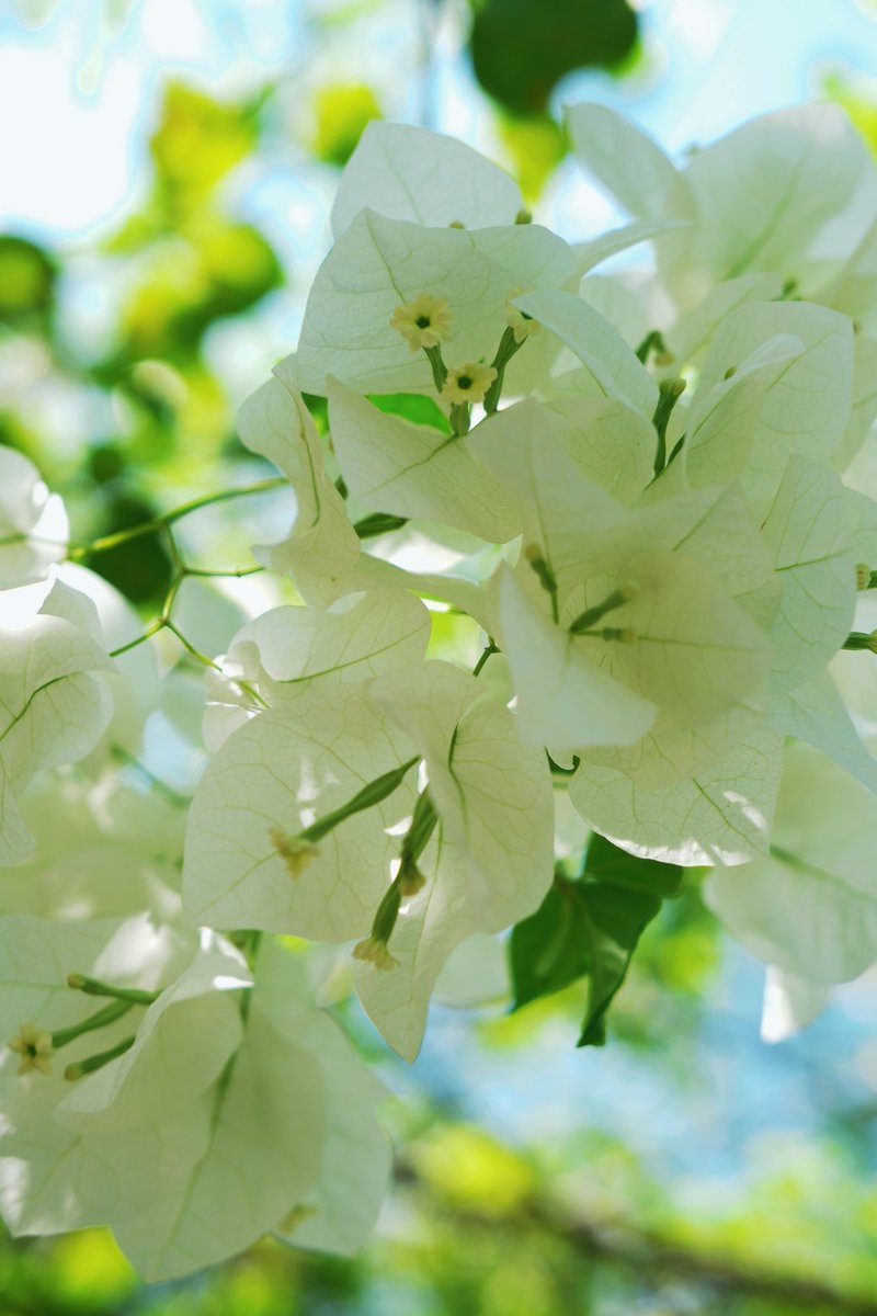 idhxtxke's tweet image. #fujifilm #vsco #FlowerPhotography