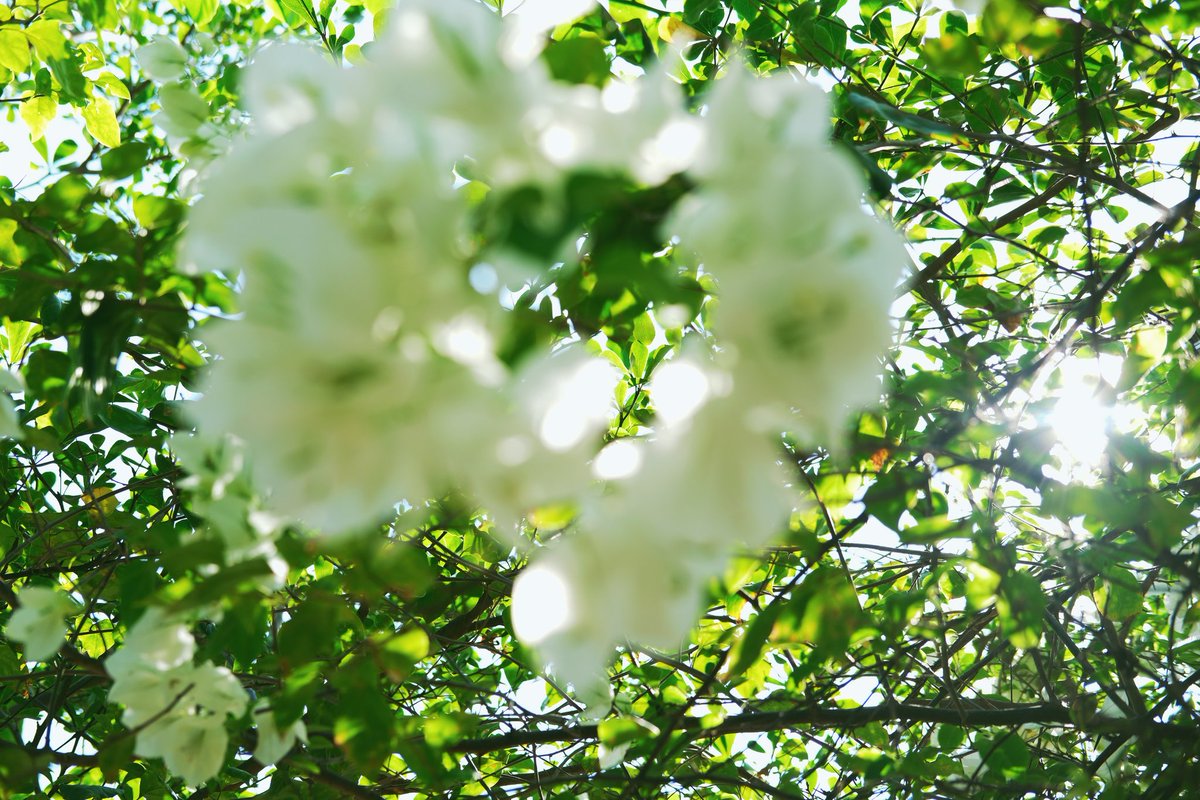 idhxtxke's tweet image. #fujifilm #vsco #FlowerPhotography