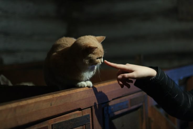 mortalis a deo vita punitus tweet media