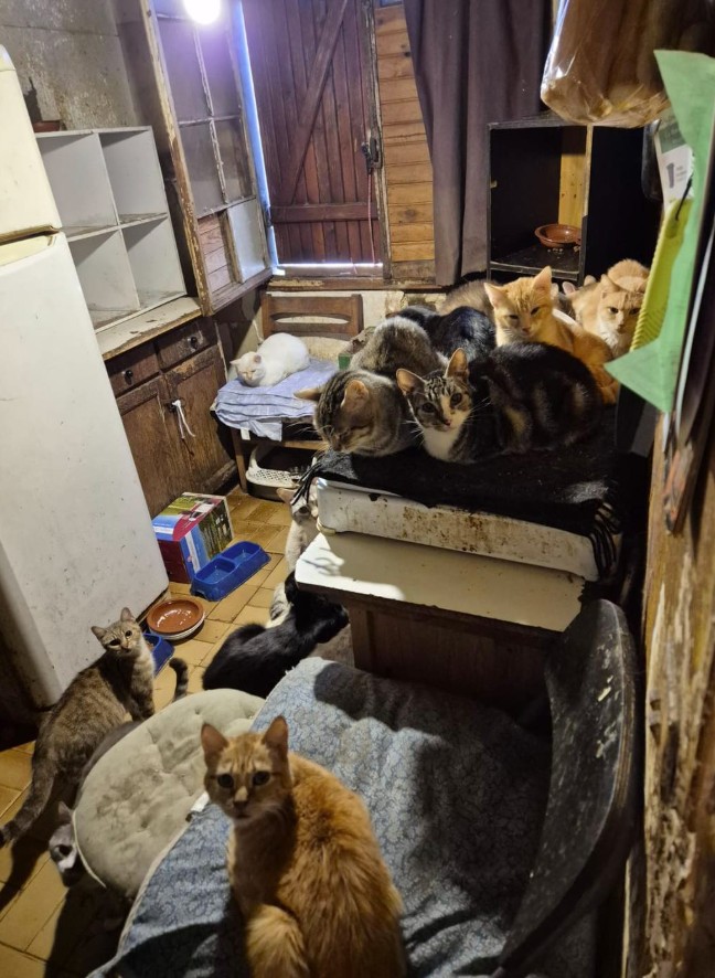 Missing Animaux 81 tweet media