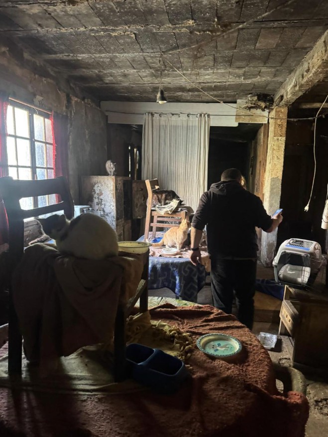 Missing Animaux 81 tweet media