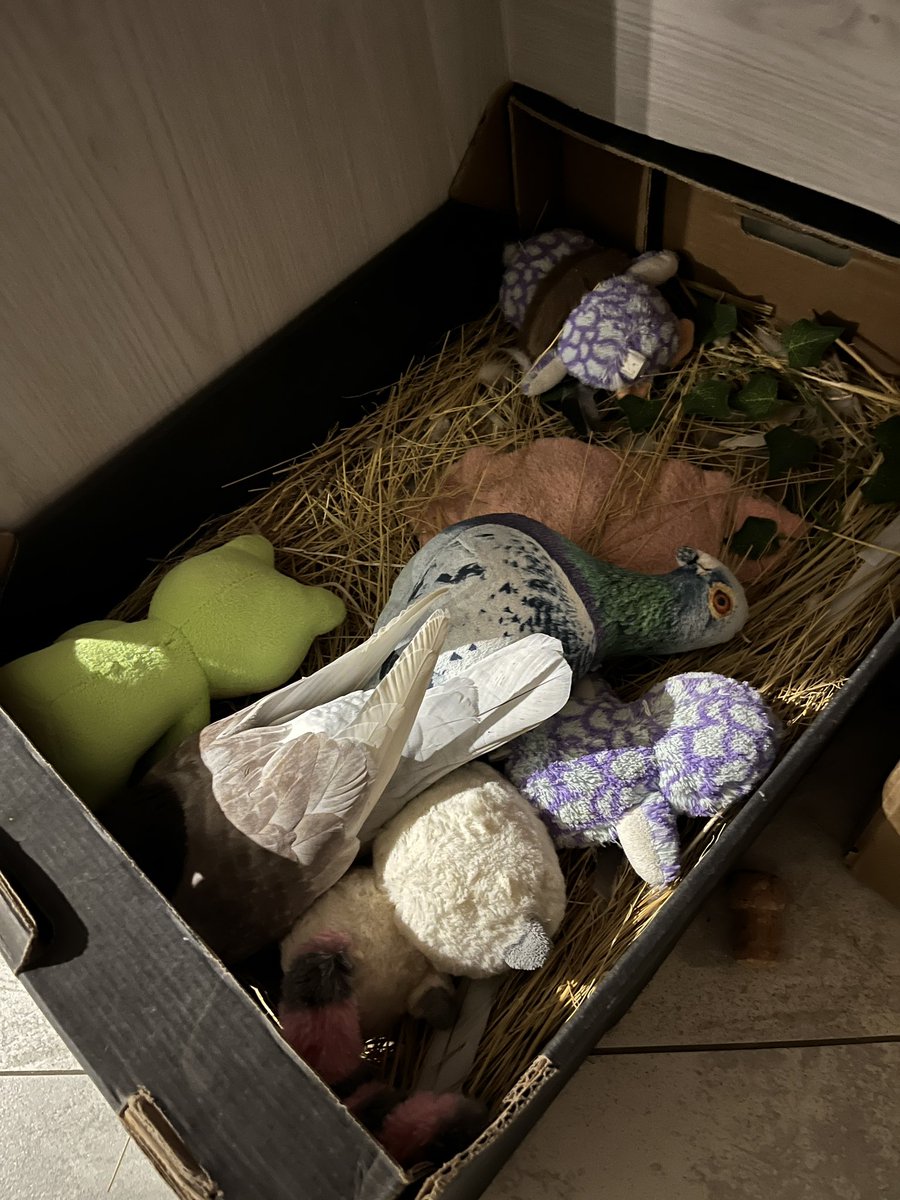 зоди🕊️ tweet media