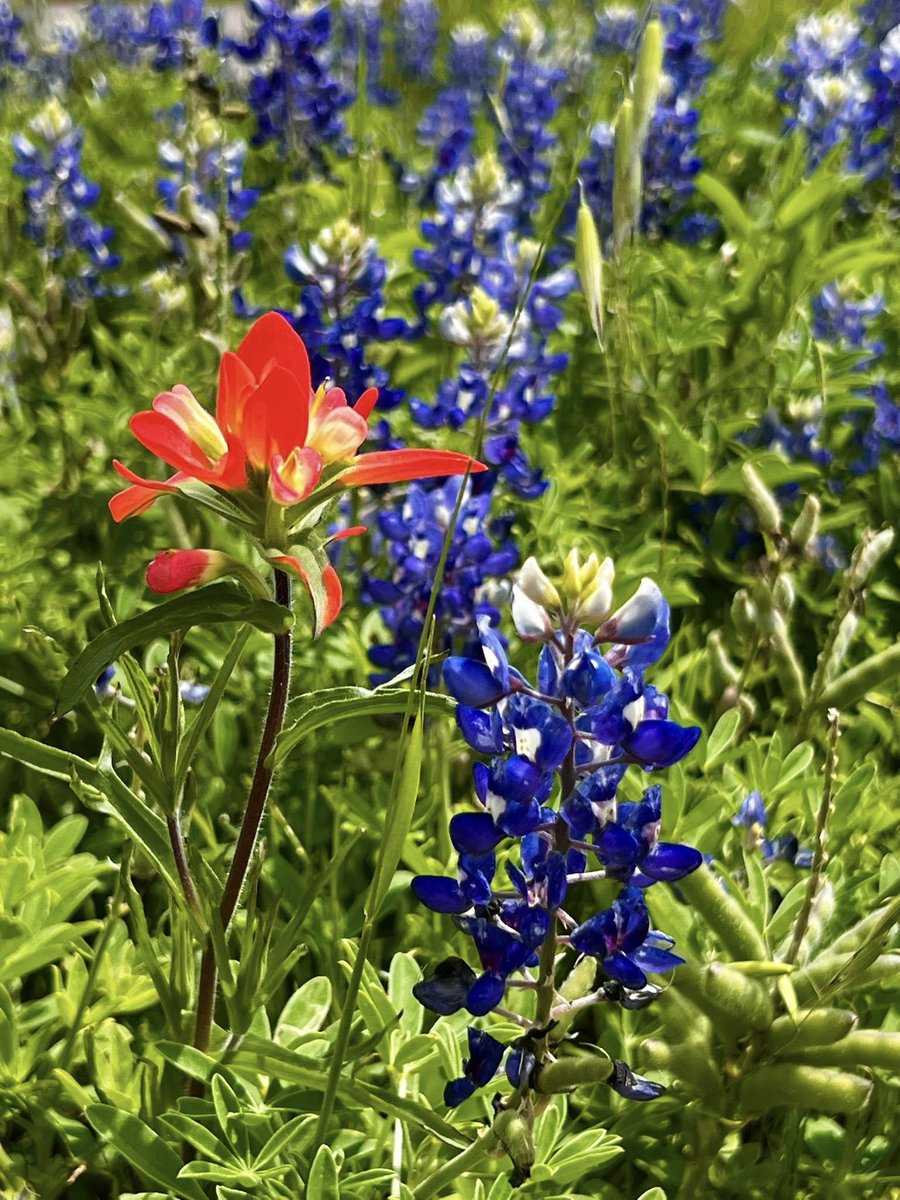 FactsAboutTexas's tweet photo. Beautiful bluebonnets on the Ennis Bluebonnet Trail, 2/11/2026. https://t.co/faeci12lWB
