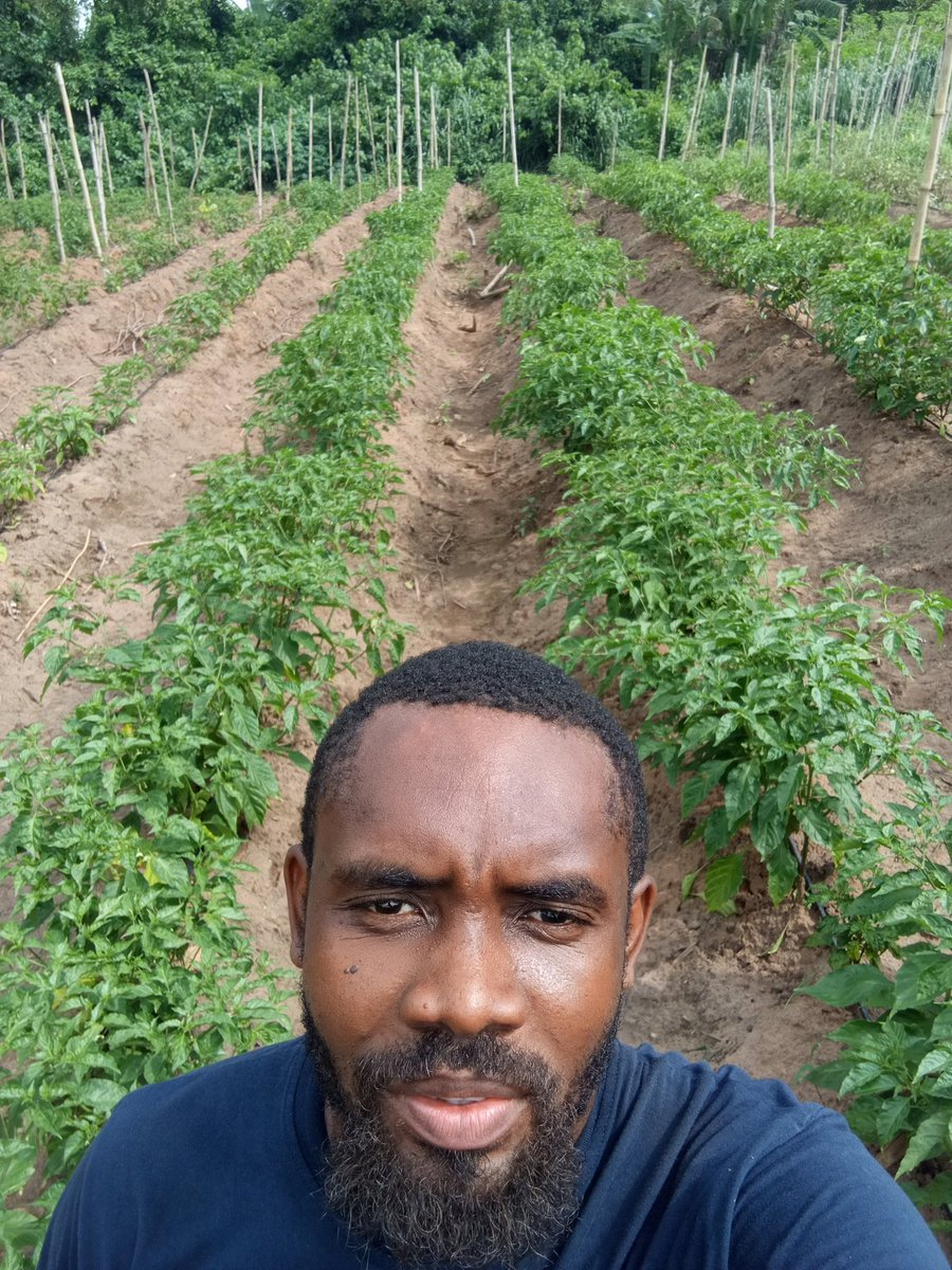 Chukwunonso (Farmer) tweet media