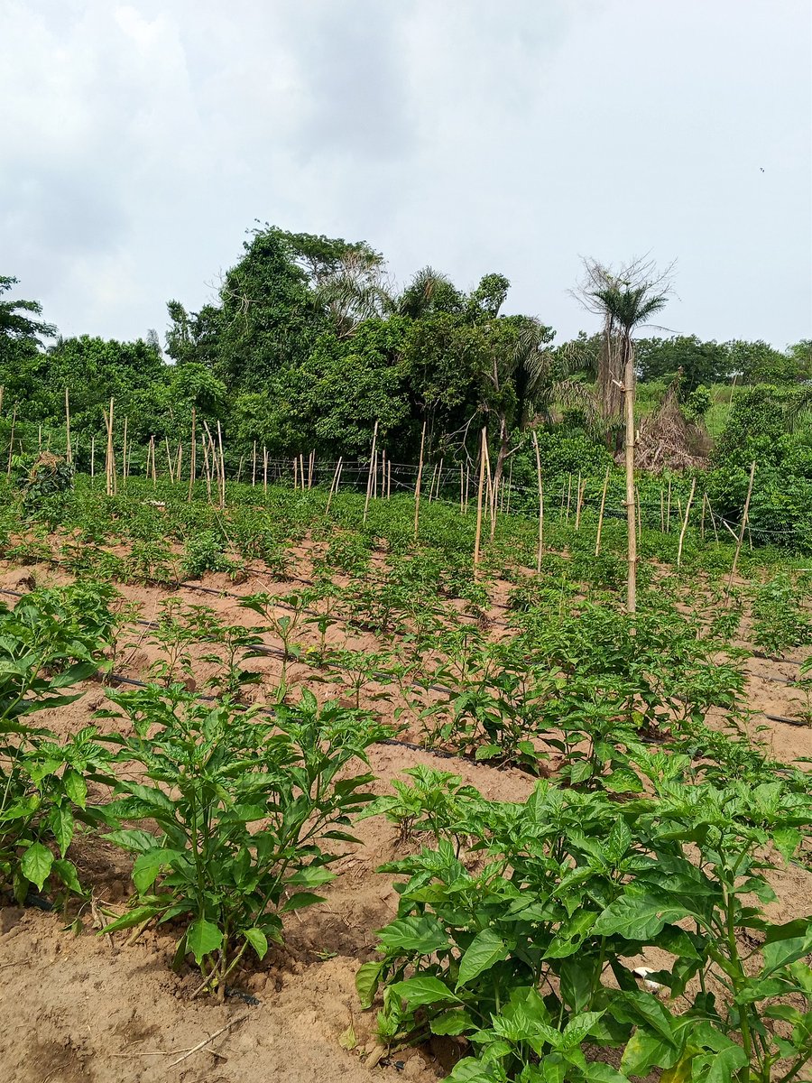 Chukwunonso (Farmer) tweet media