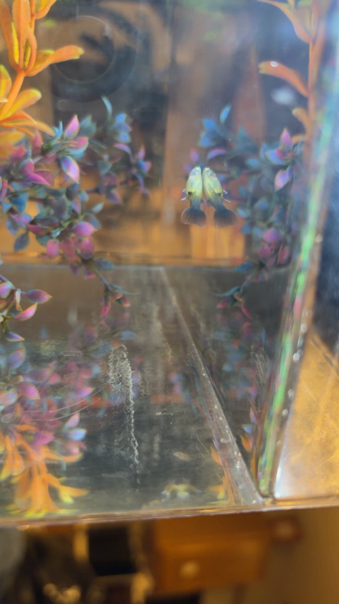 Royals Uniform Tracker tweet media