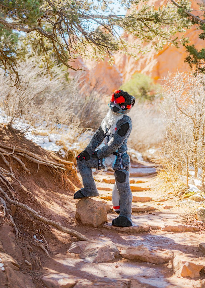 Wulf ʕ•ᴥ•ʔ 🔜 FWA tweet media