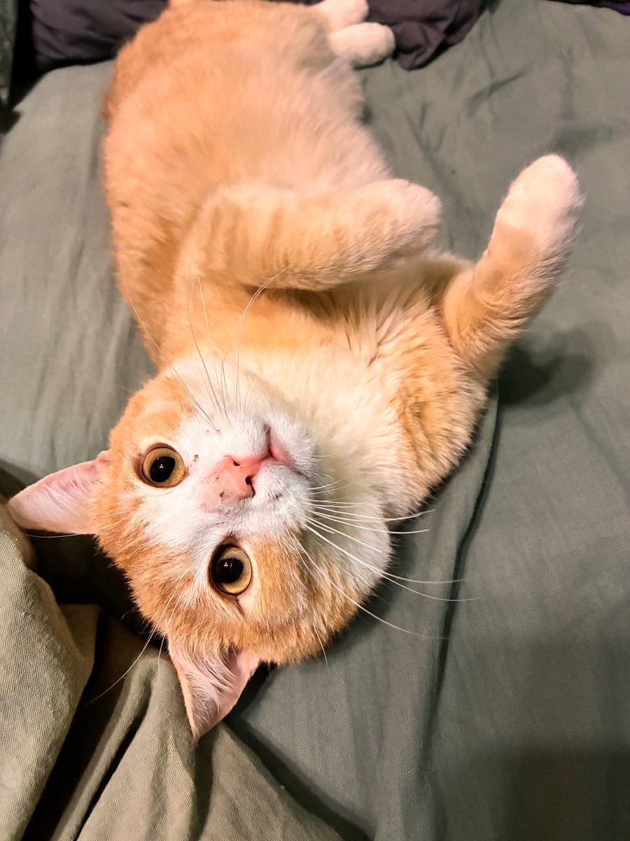 NecroТанатопрактик tweet media