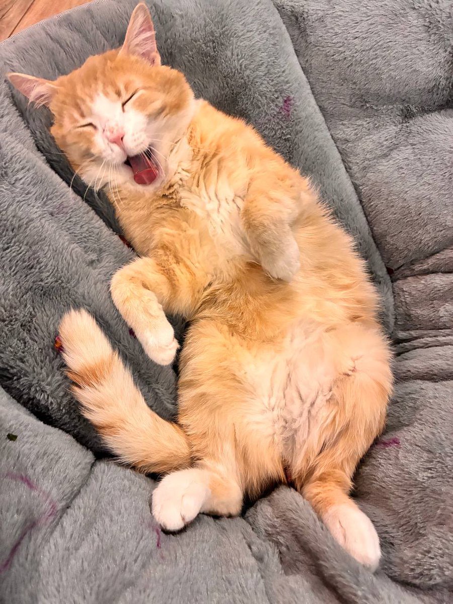 NecroТанатопрактик tweet media