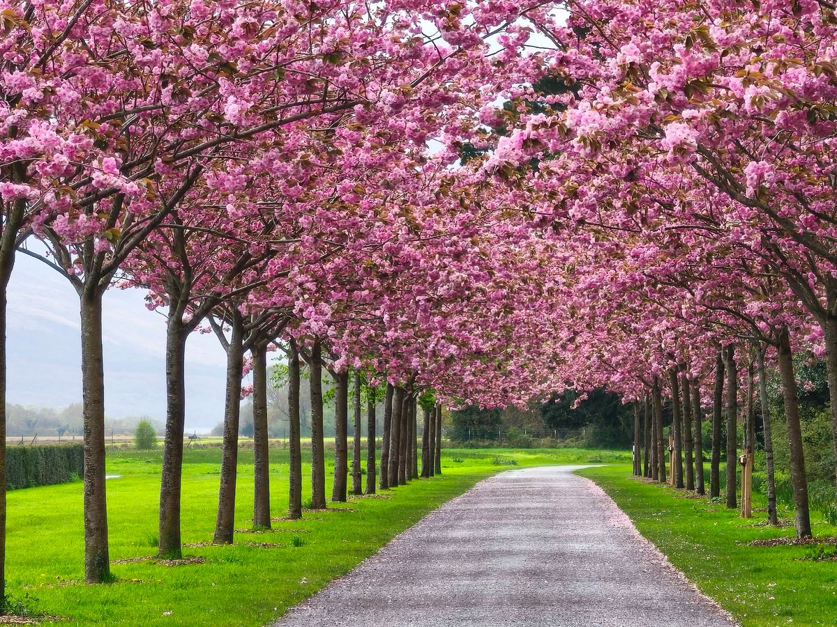 ThisIsIreland3's tweet image. Cherry blossoms putting on a great display in Killarney National Park 🌸🌸

📍County Kerry - Ireland ☘️ 

📸 Sheila Hanrahan

#Ireland #Earthday #Kerry #Cherryblossoms #Killarney #Pink