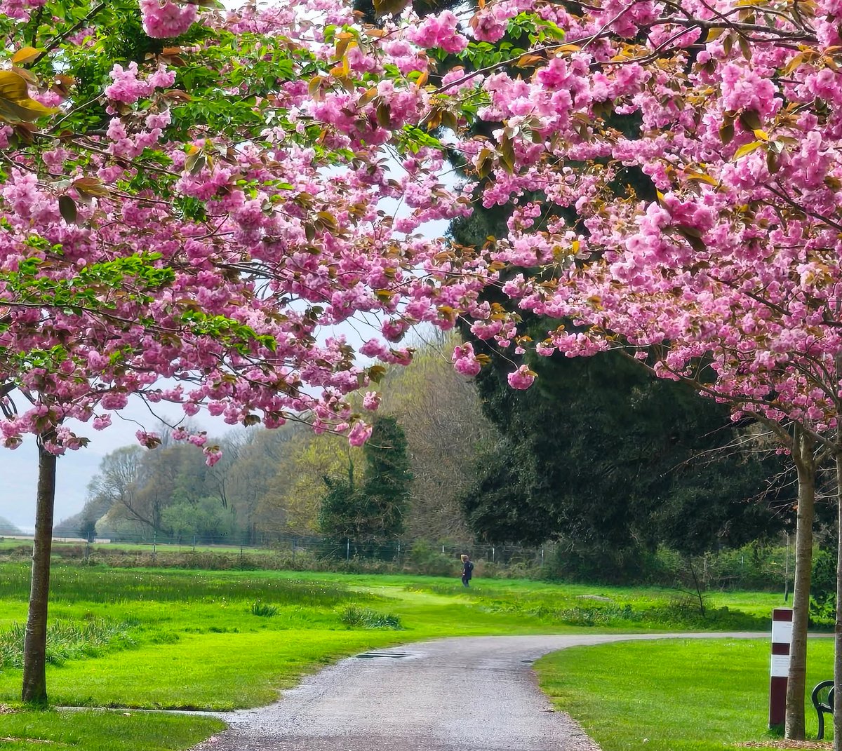 ThisIsIreland3's tweet image. Cherry blossoms putting on a great display in Killarney National Park 🌸🌸

📍County Kerry - Ireland ☘️ 

📸 Sheila Hanrahan

#Ireland #Earthday #Kerry #Cherryblossoms #Killarney #Pink