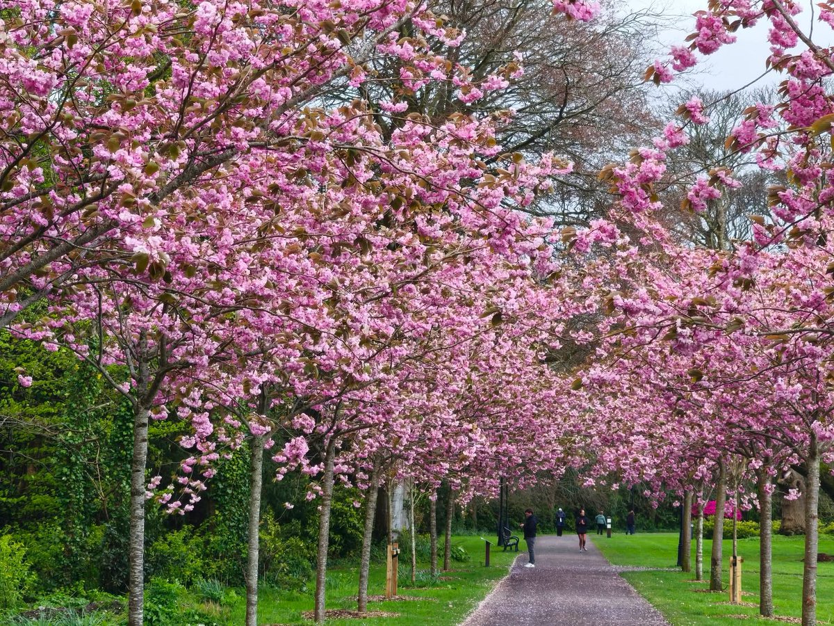 ThisIsIreland3's tweet image. Cherry blossoms putting on a great display in Killarney National Park 🌸🌸

📍County Kerry - Ireland ☘️ 

📸 Sheila Hanrahan

#Ireland #Earthday #Kerry #Cherryblossoms #Killarney #Pink
