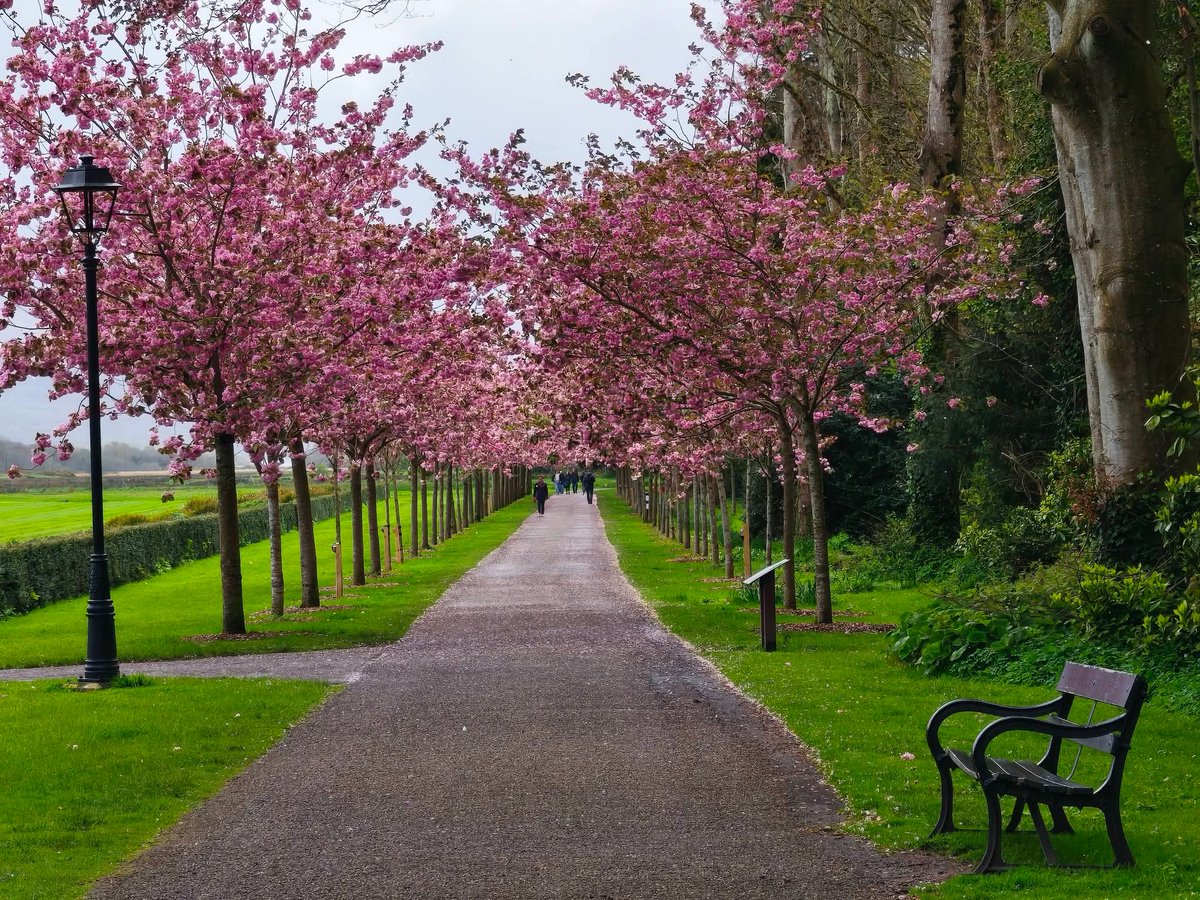 ThisIsIreland3's tweet image. Cherry blossoms putting on a great display in Killarney National Park 🌸🌸

📍County Kerry - Ireland ☘️ 

📸 Sheila Hanrahan

#Ireland #Earthday #Kerry #Cherryblossoms #Killarney #Pink