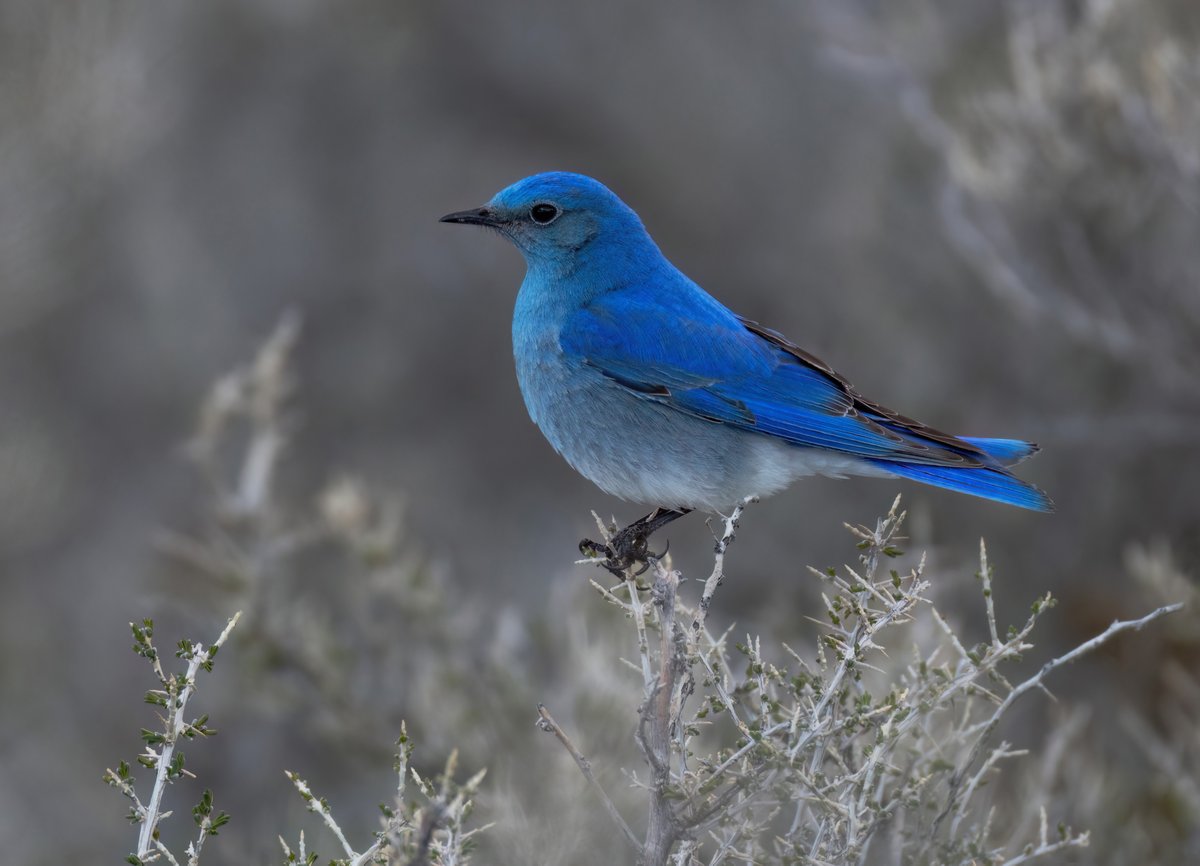 neilthilton's tweet photo. Mountain Bluebird. A stunning bird seen on a short trip to the lovely state of Colorado, USA 😊 https://t.co/n0NQDaEYKM