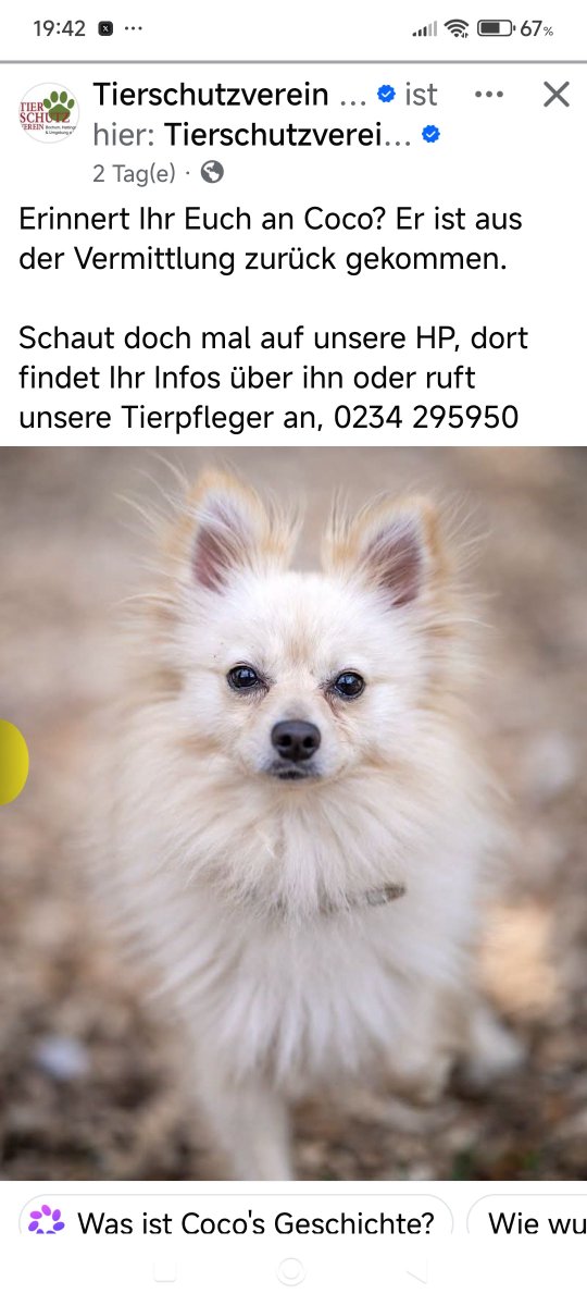 Babsi58089's tweet photo. #Bochum #Hattingen &amp; Umgebung 
Kleiner Hund sucht ein Zuhause ❤️🍀 https://t.co/2sSTvltrSC